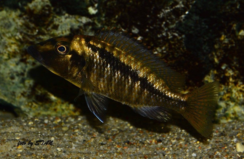 Mylochromis sp. 'lateristriga makanjila' Chiofu Bay